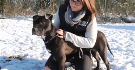 gucci chien trainé|L'homme qui avait traîné le chien Gucci derrière son  .